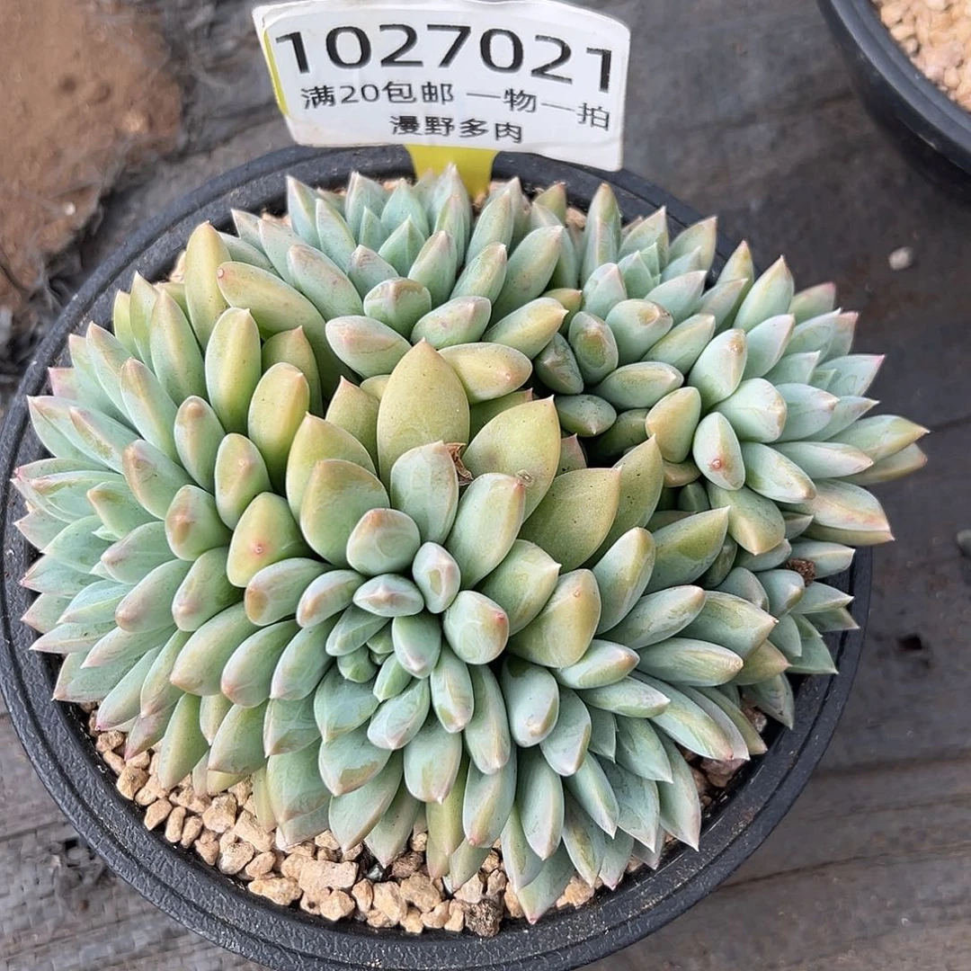 1027021 陨梦美人群生无砍7头新品