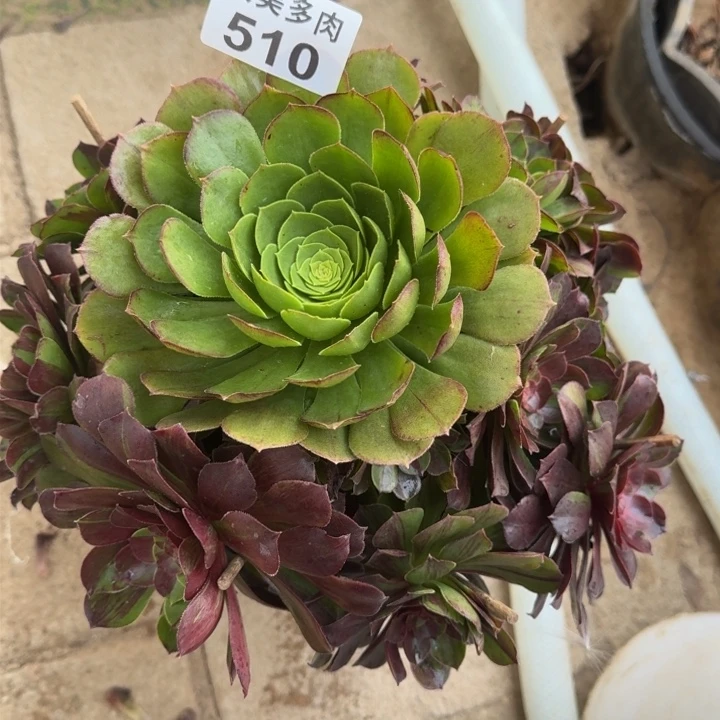 静*花月夜捧花福利510肉肉