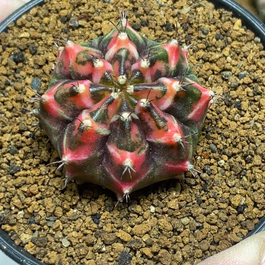 当前无花朵，栽培后可花朵橘黄虎斑