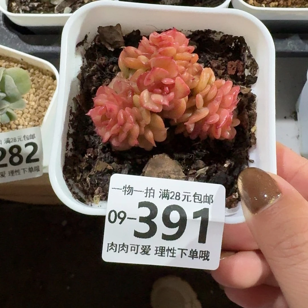 腊牡丹多肉无盆土发货