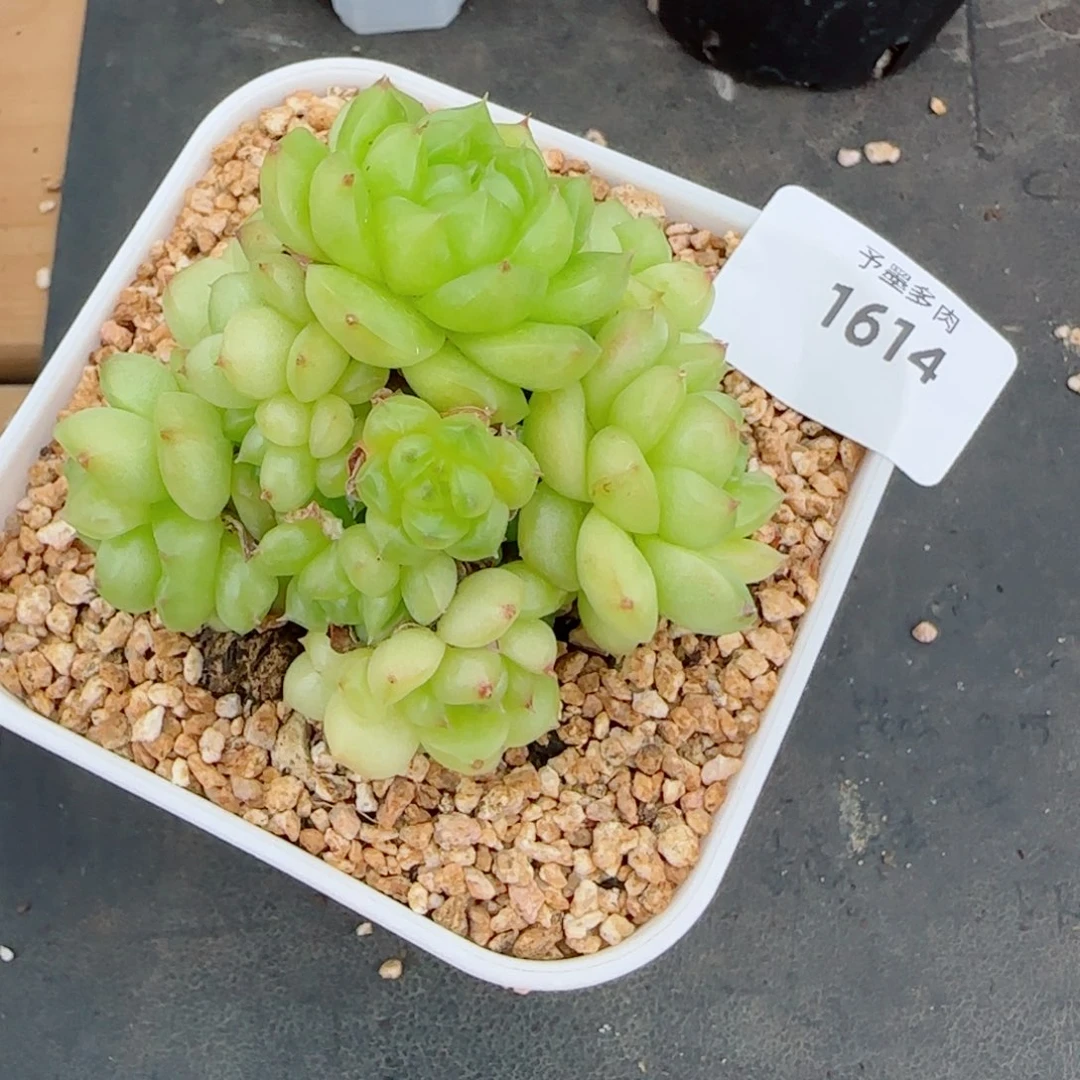 灯泡珍妮群，1614多肉植物