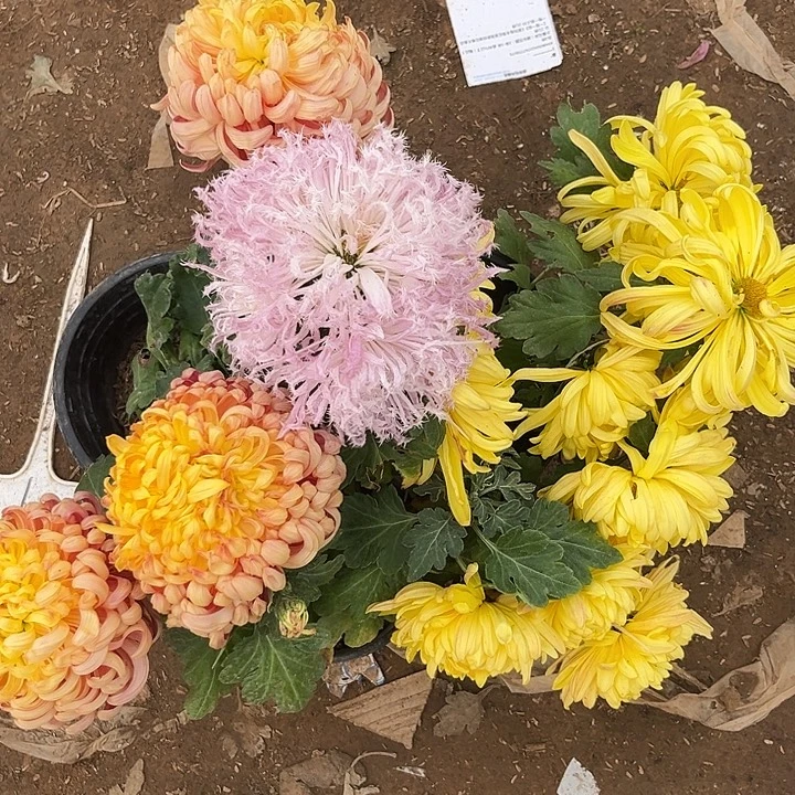 少量花朵（建议范围：2朵-5朵 或40%以下）