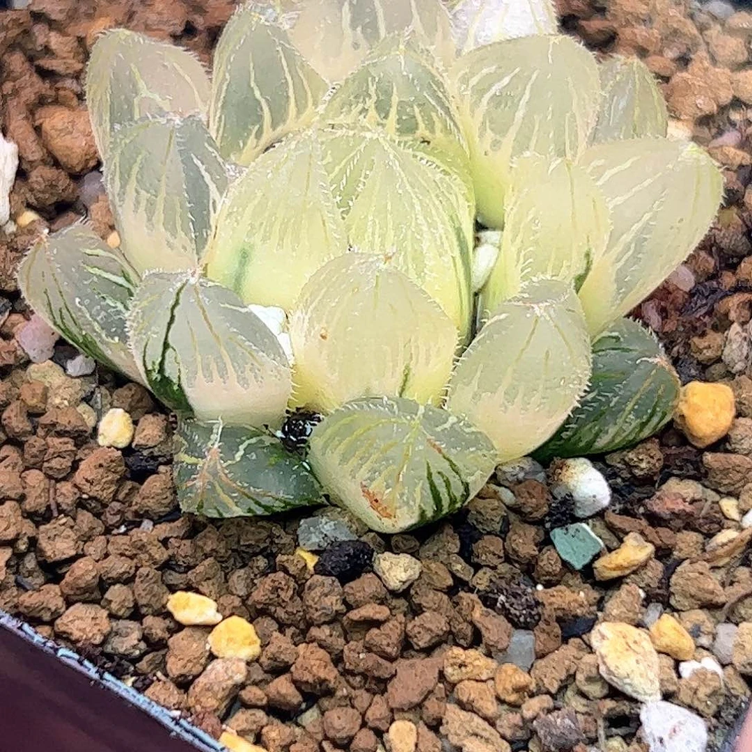 糊斑毛玉露锦十二卷多肉