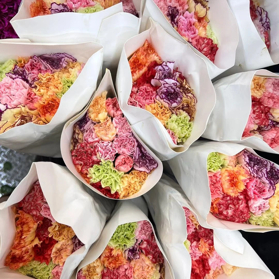 【单头七彩康乃馨10枝】山西河南河北全场任意两单以上京东包邮到家