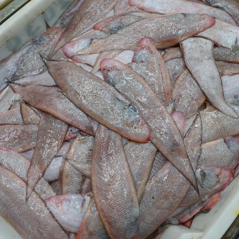 本港帕纱龙舌鱼仔 新鲜上岸 新鲜顺丰包邮  肉质鲜嫩肥美
