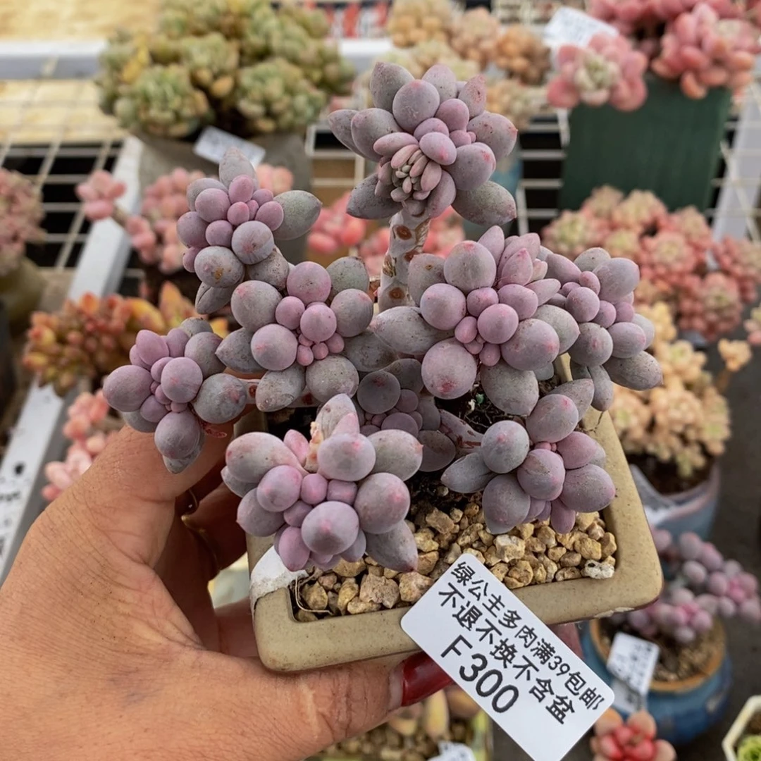 香水手指300/9c m