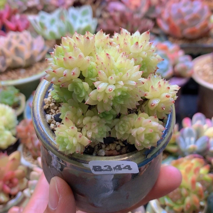 一物一拍含盆土满38包邮B344