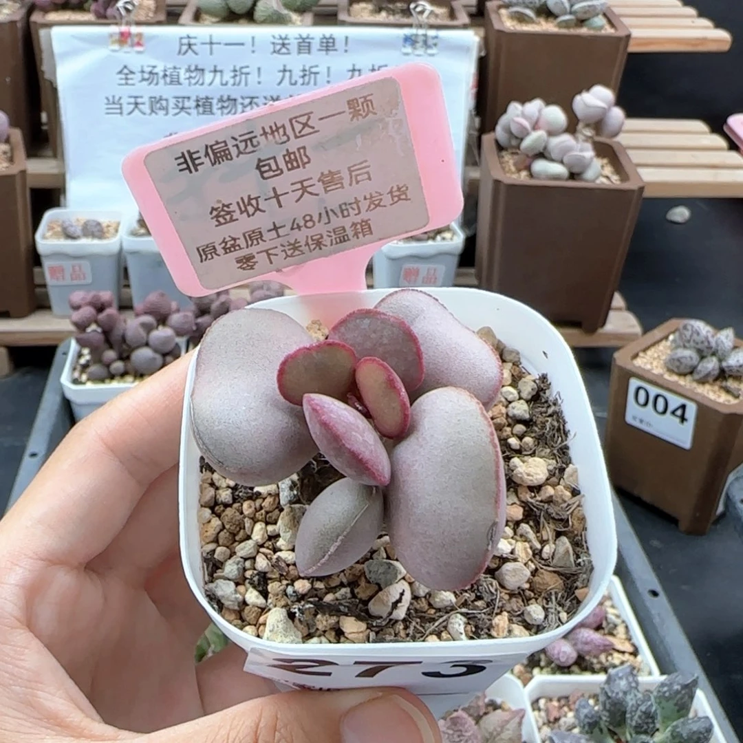 273白肌红蛋多肉