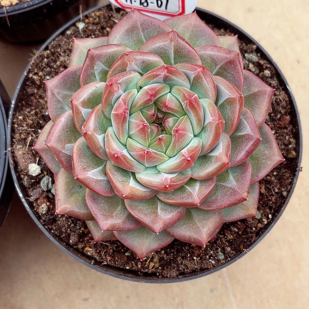 1118-07蜜家新品。