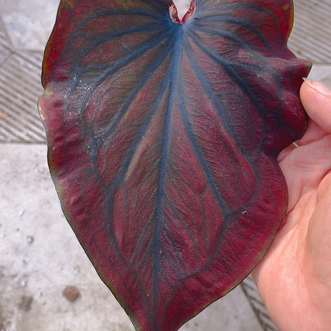 完全开放泰彩一物一拍9813