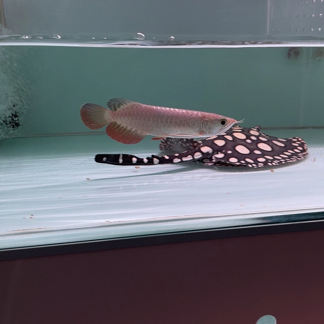 心***N海水鱼222222222222222