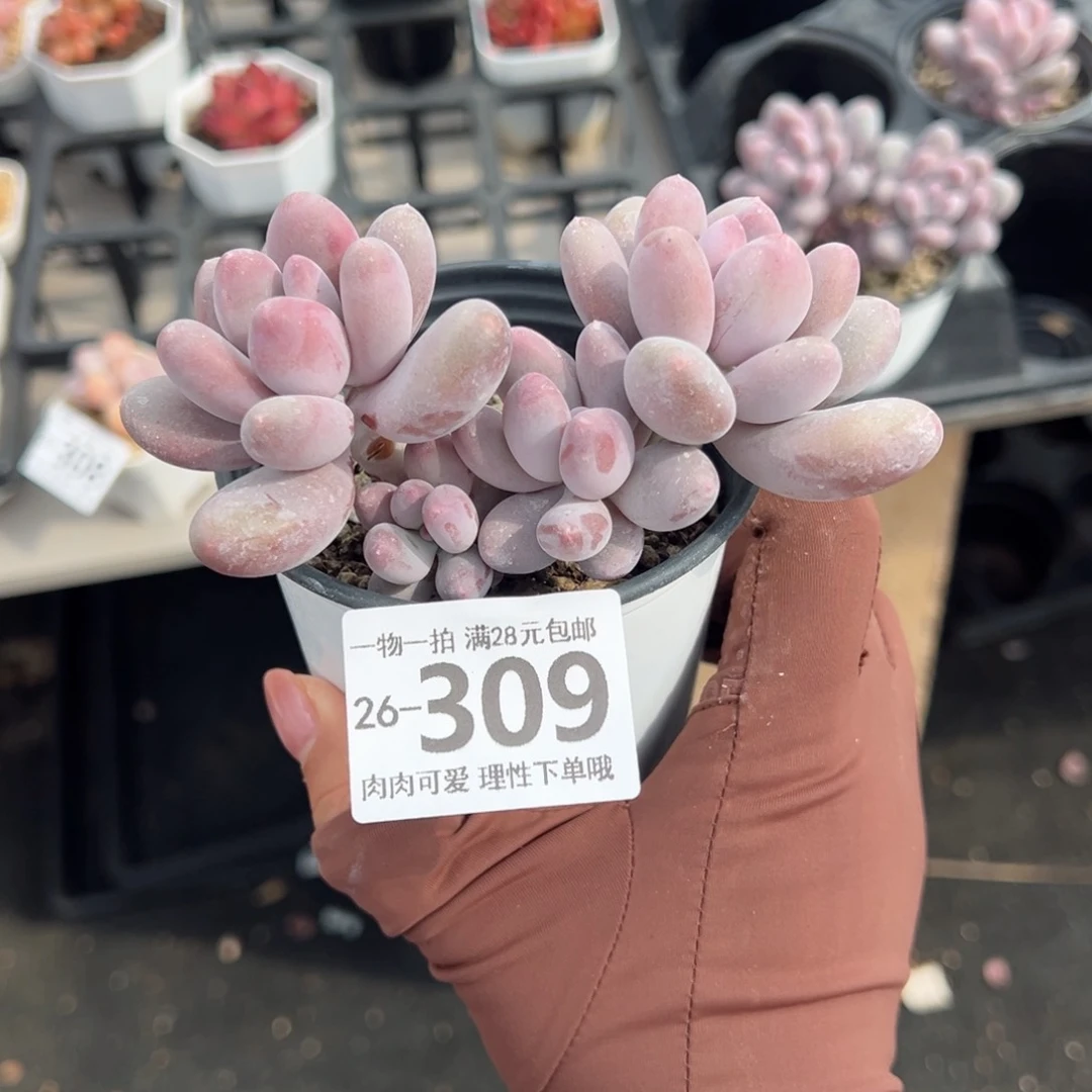 海狸美人多肉多肉多肉