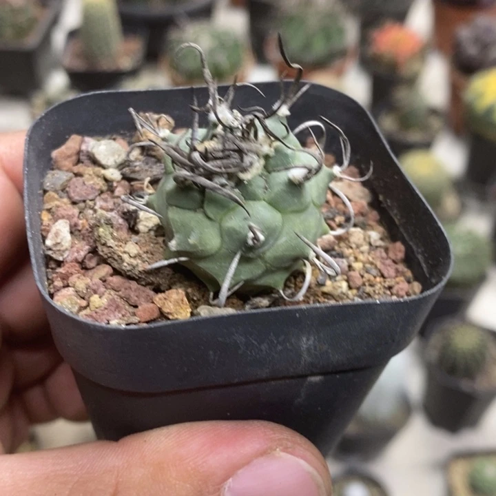 实生升云龙特价福利