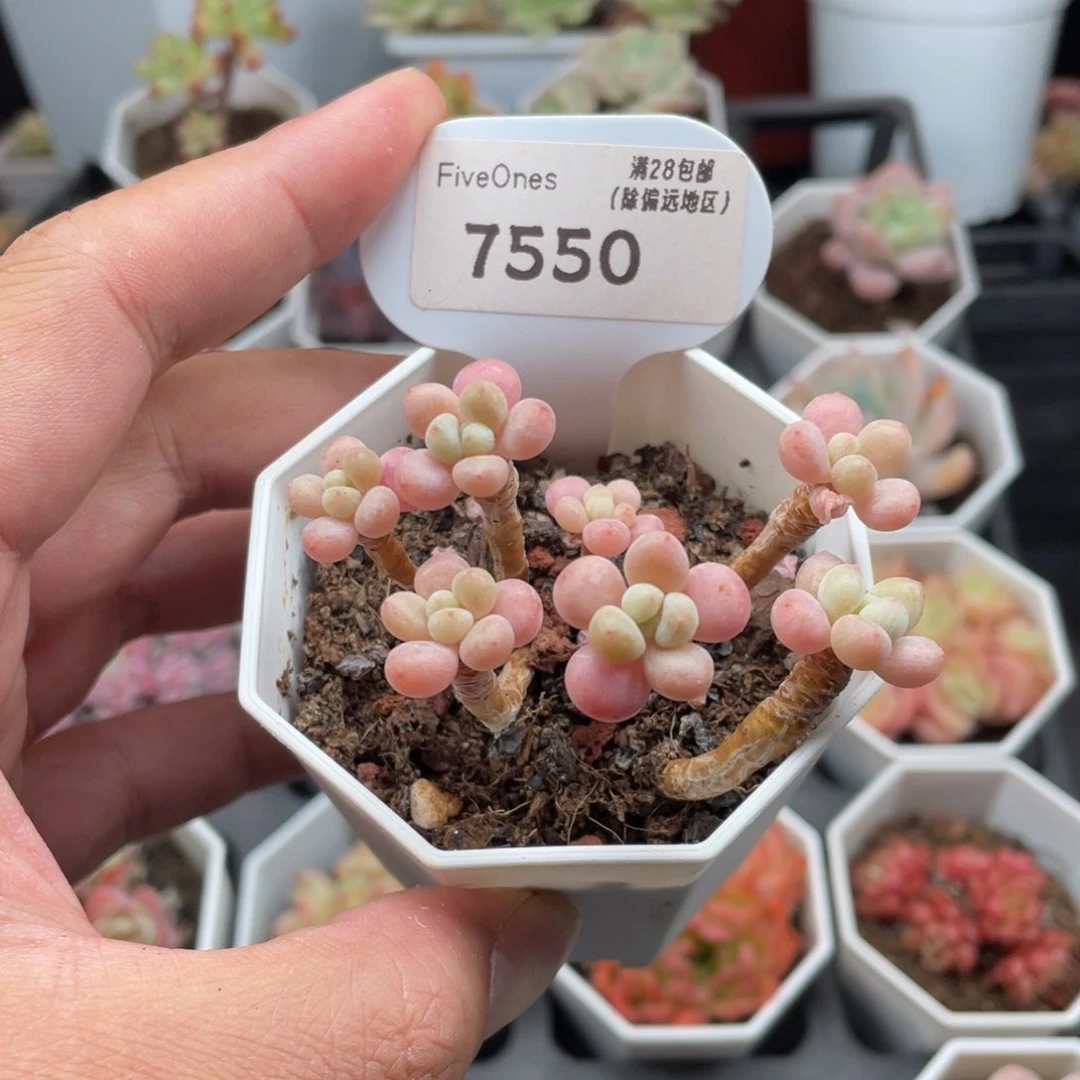 7550鱼子酱6.5厘米