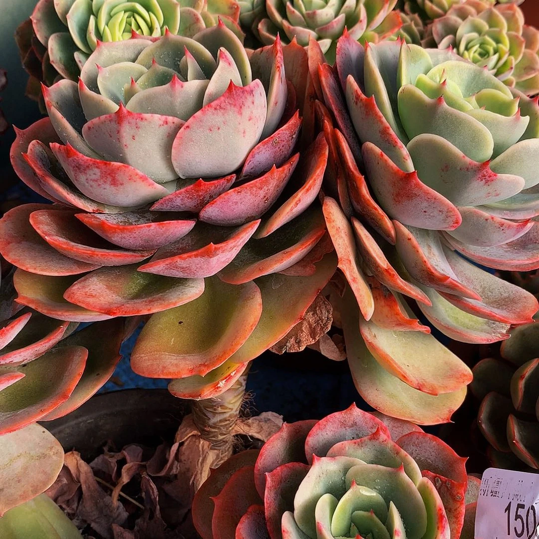 海***）    白雪公主多肉15064