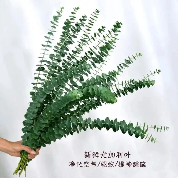 10支尤加利叶 家居生活鲜花川渝地区次日达昆明基地鲜花批发包邮