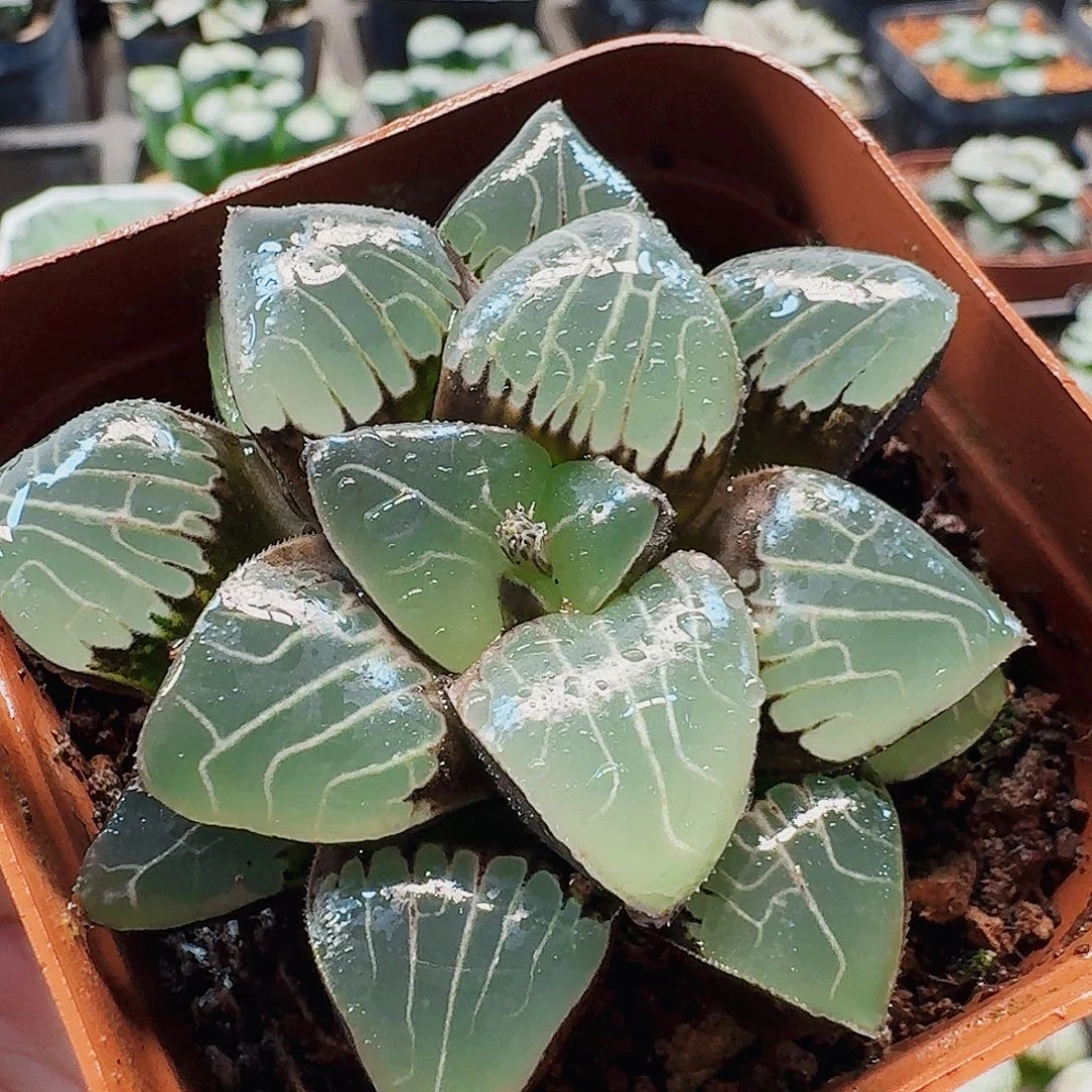 胖***布十二卷天池福利福利