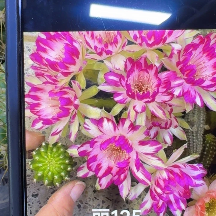 368丽花125歪3公分左右无根侧牙，20包邮