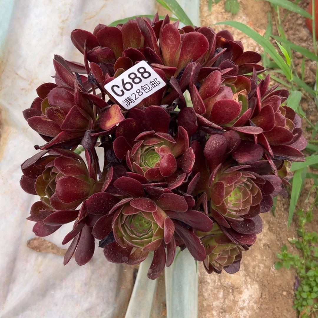 688多肉     赤焰连
