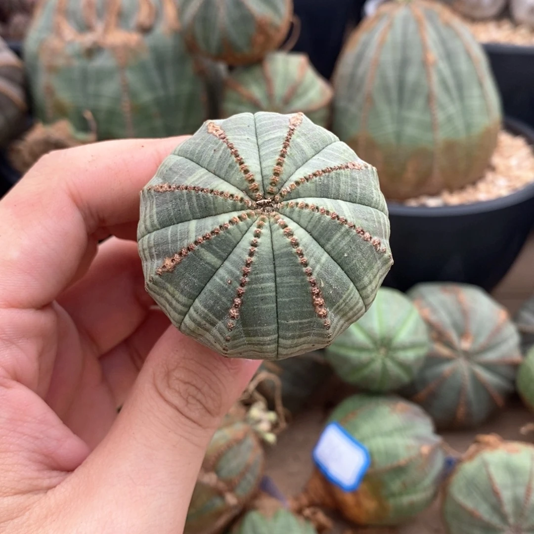 39 欧系实生布纹球多肉植物