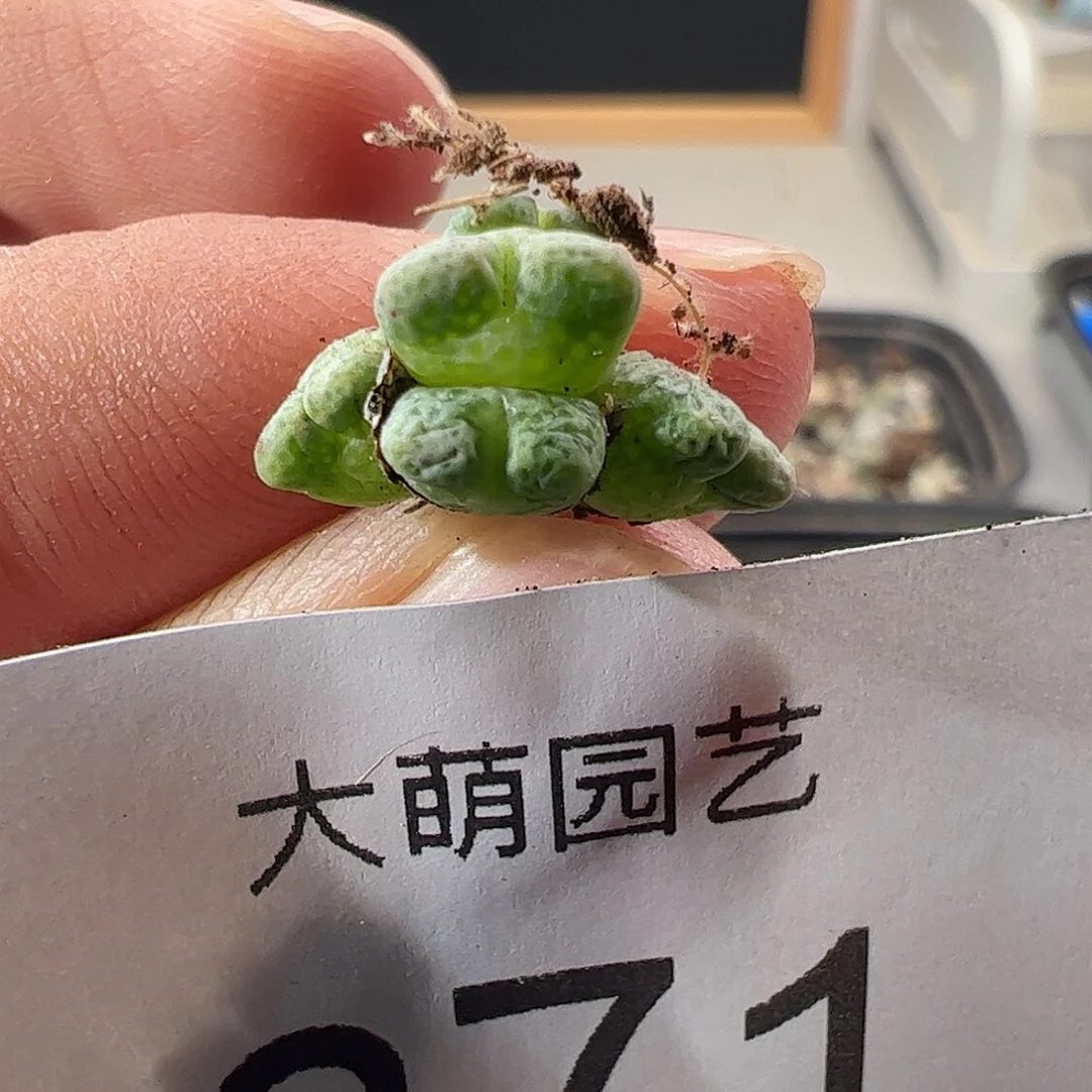 一物一拍园艺ARM714B鹿角斑马。871