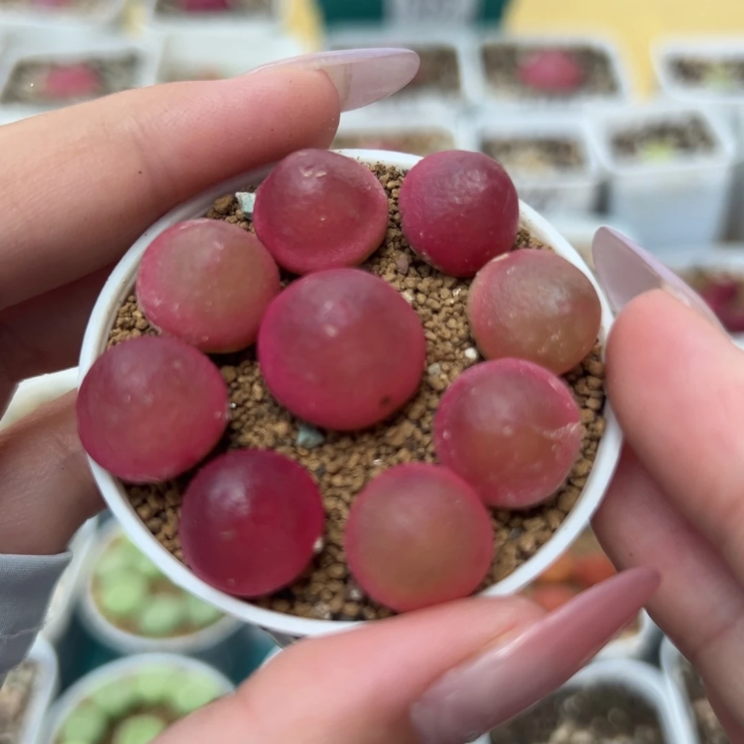 276灯泡裸根发货