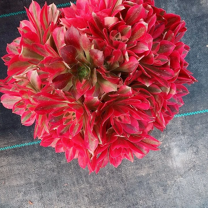 女巫法师图片多肉植物