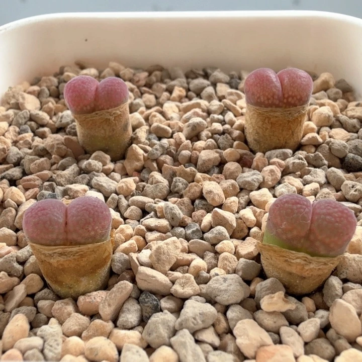 红风铃 4颗 脱土发