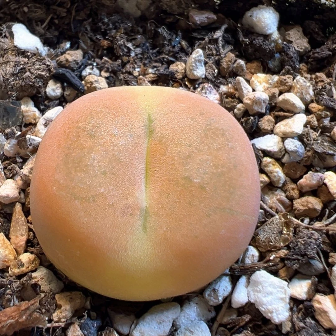 120多肉植物百科知识