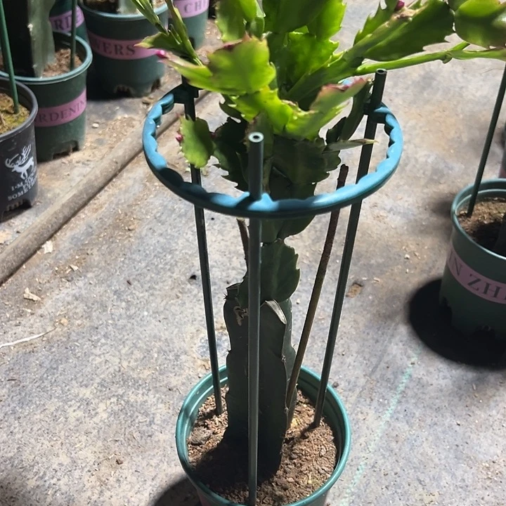 七***月完全开放912嫁接083