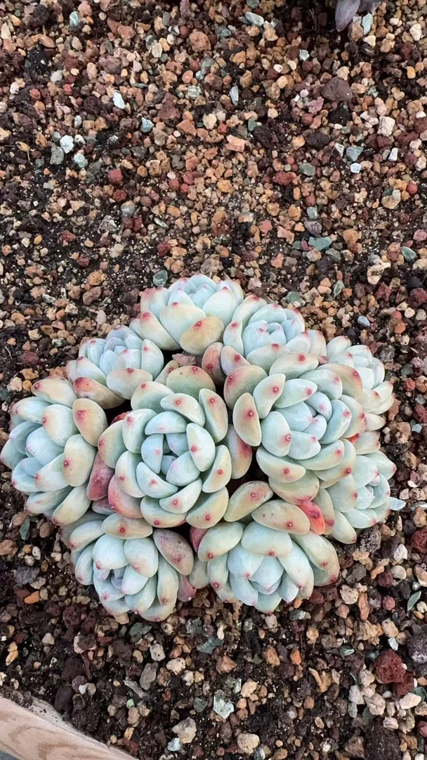 望舒群 多肉植物