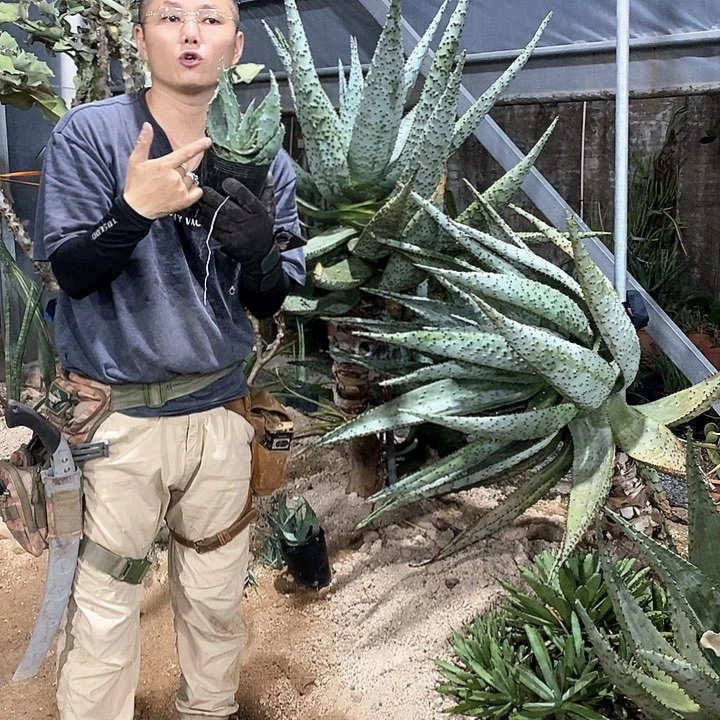 10公分山地芦荟。