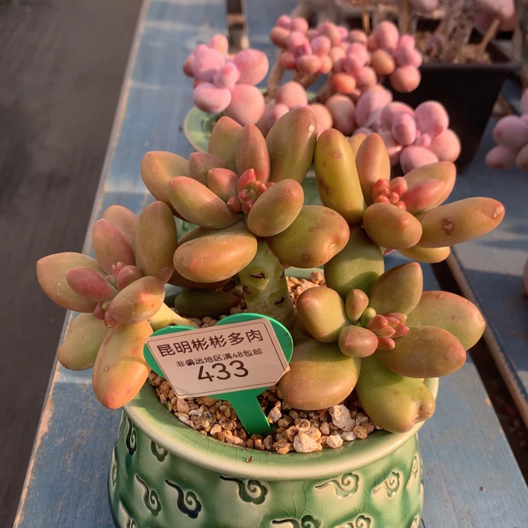 芒果奶无砍老桩433