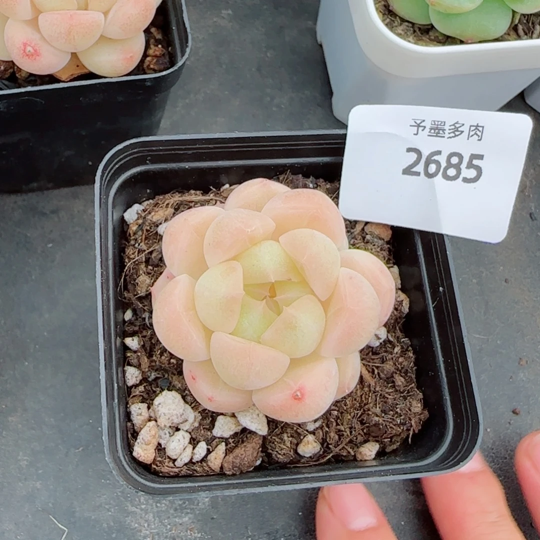 白****倾城珍妮，2685多肉植物