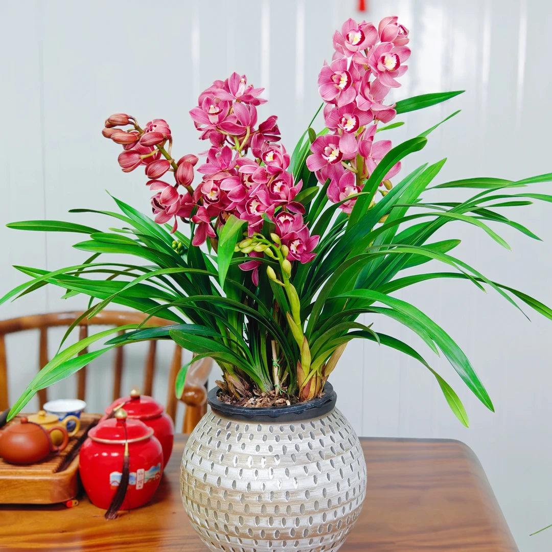 精品大花蕙兰【大红袍】3-4花剑带花苞长花期室内高档花卉清香型