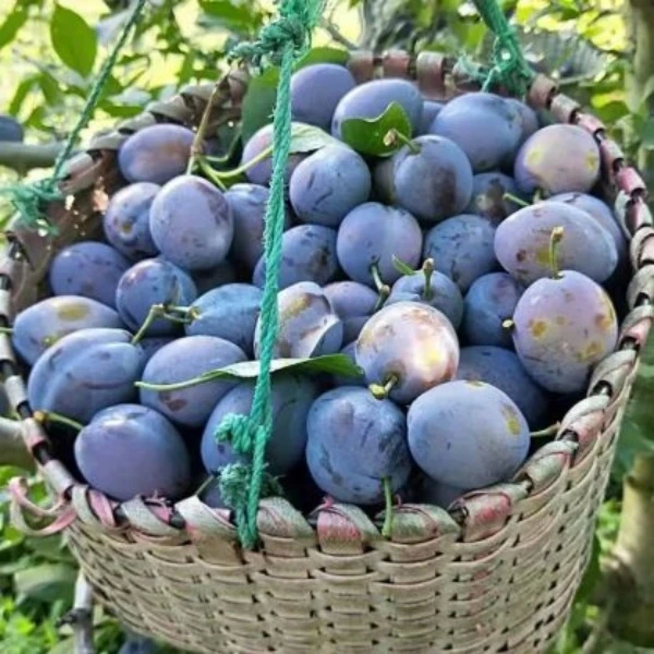 【新鲜】大西梅当季孕妇水果甜酸西梅鲜果女神李子梅子整箱包邮