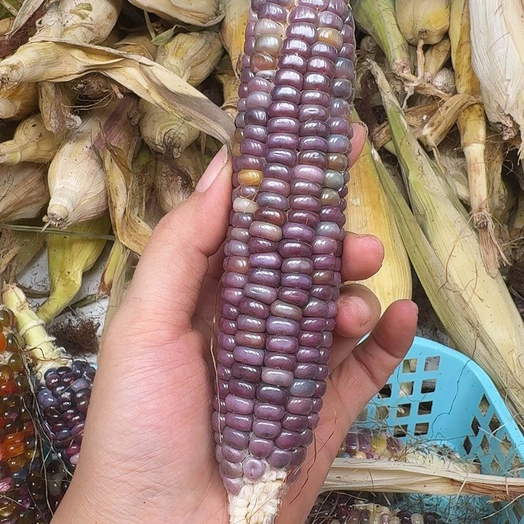 豆****梦之城文玩玉米碰碰