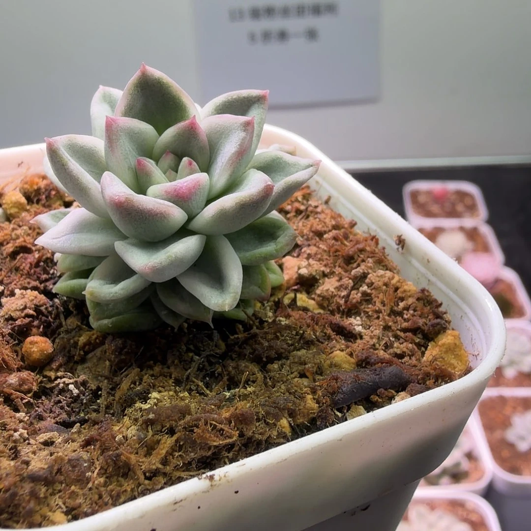 黑曜石锦植物一物一拍