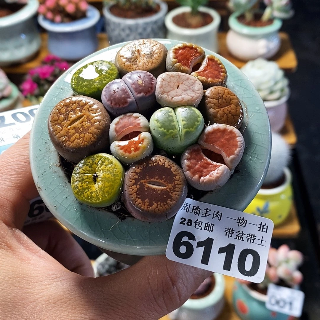 精控多肉植物6110