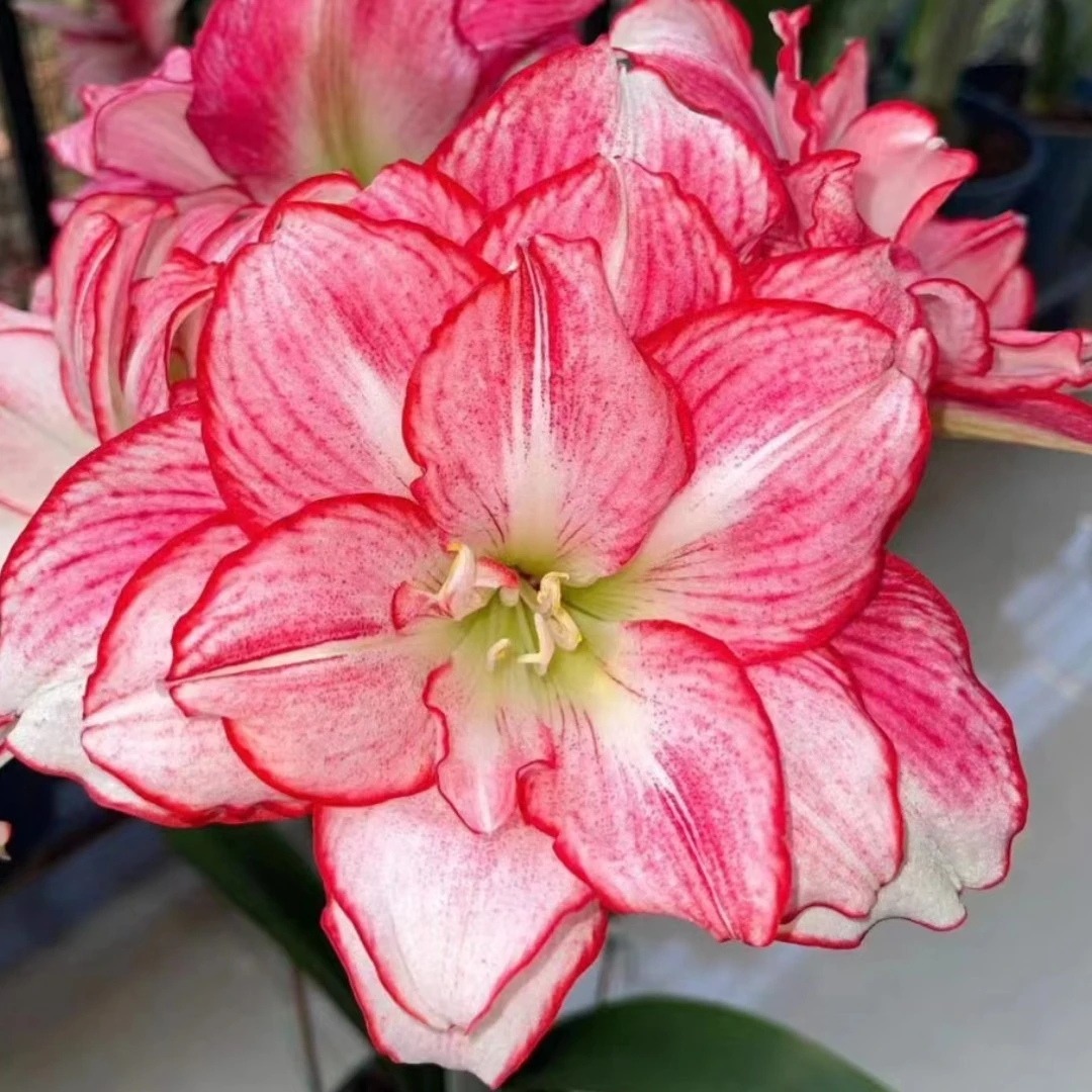 【安瑞雅残次不包养护】澳洲重瓣原生朱顶红种球室内外盆栽