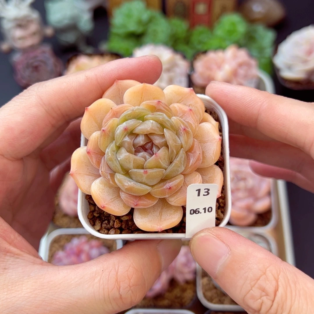 白恋13、哈哈哈哈