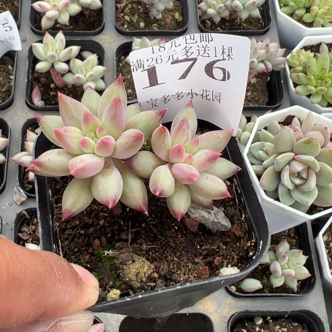 媛***~176号二代虞美人一物一拍