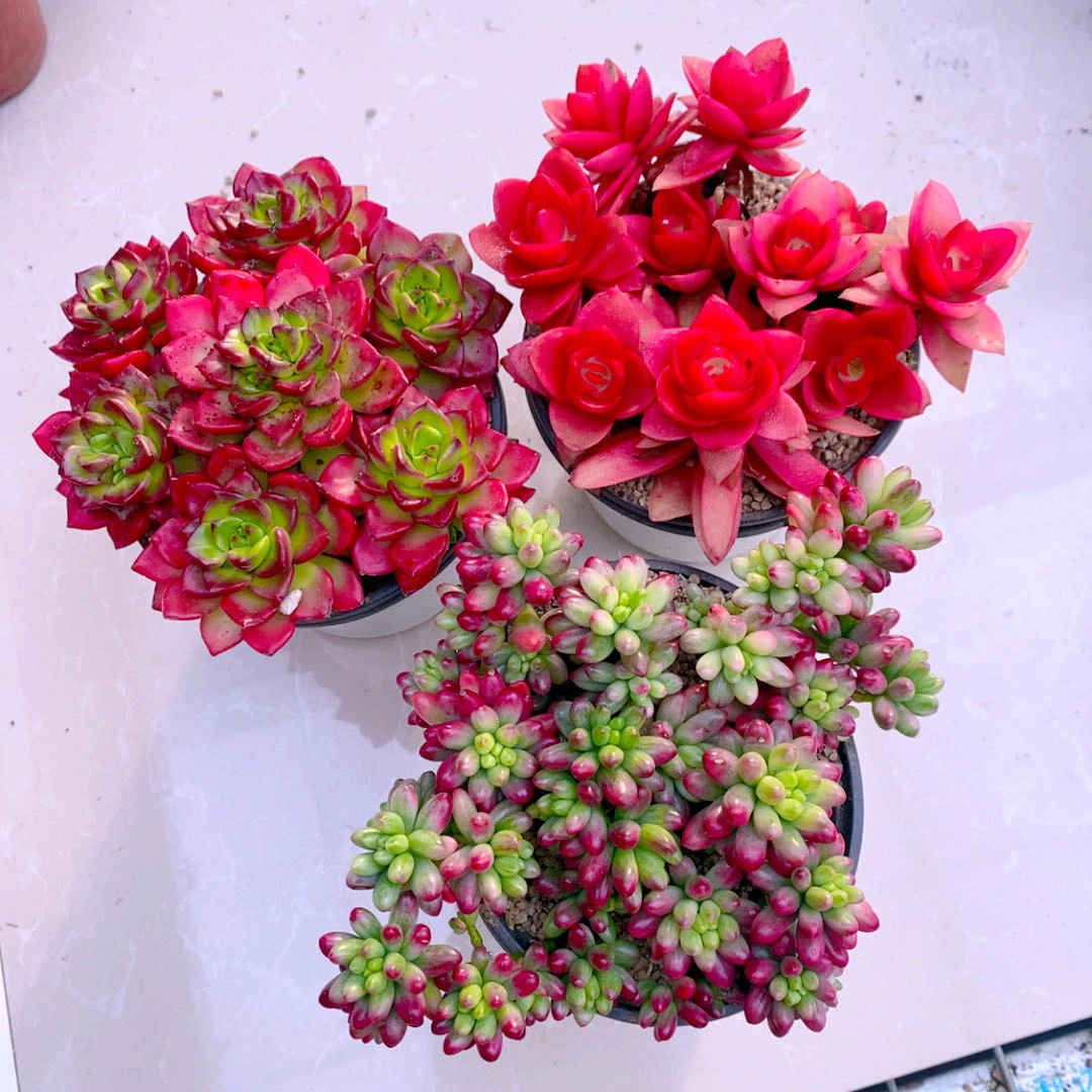 y云南多肉植物  组三火祭蒂亚虹之玉锦原盆原土11厘米左右