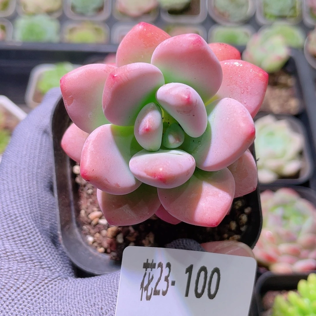 花利美23-100洛神