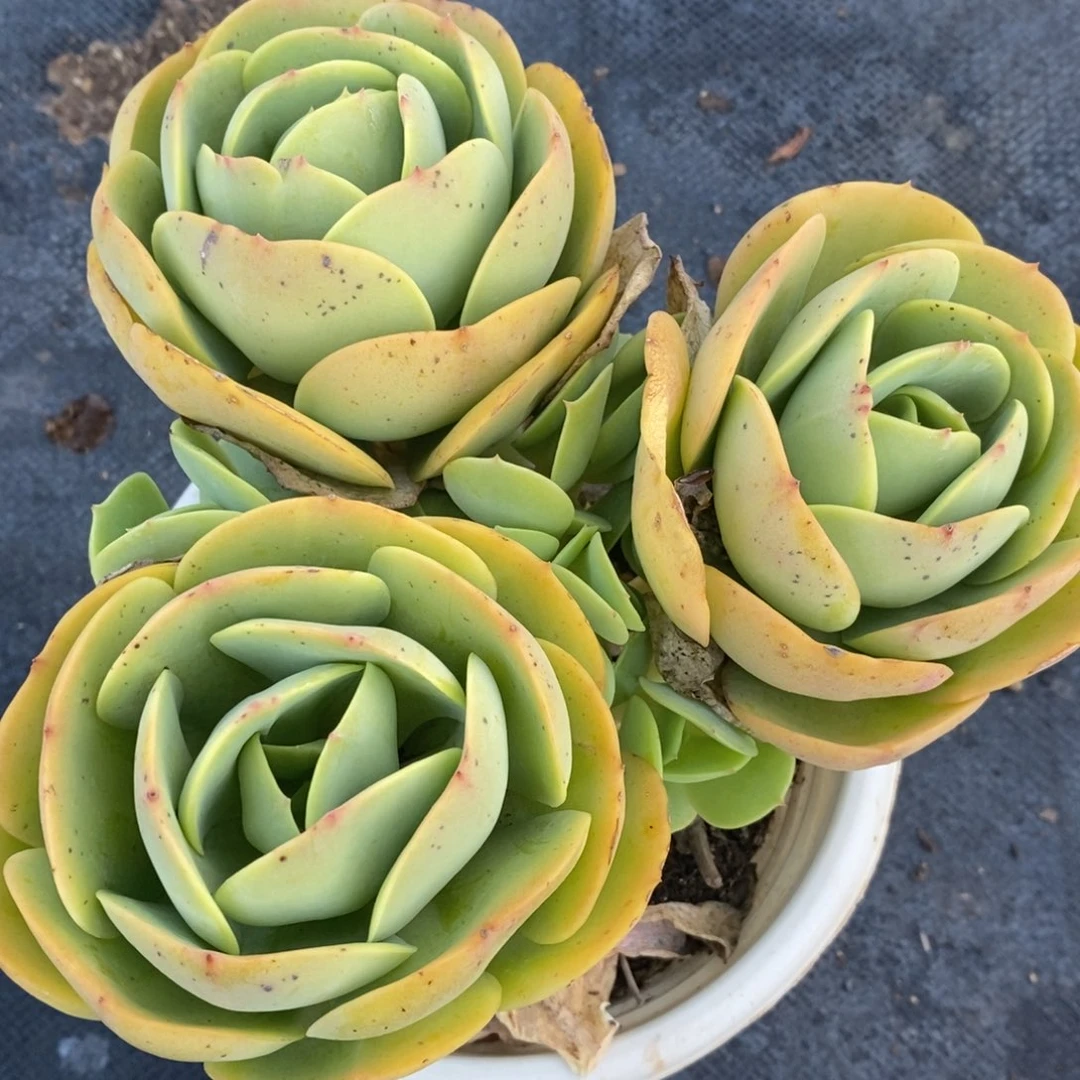 鸡蛋碧桃三头起发一盆