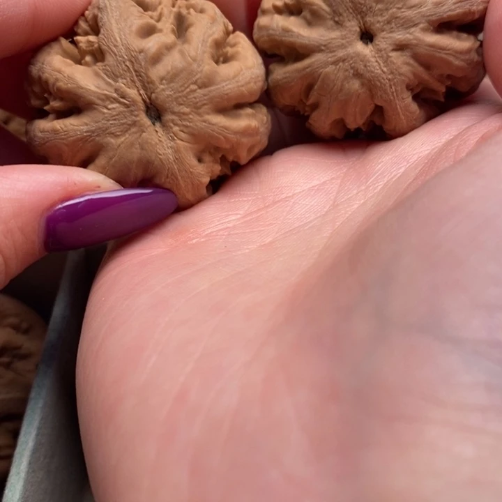 手***纸霸王龙全品无修一刀没动