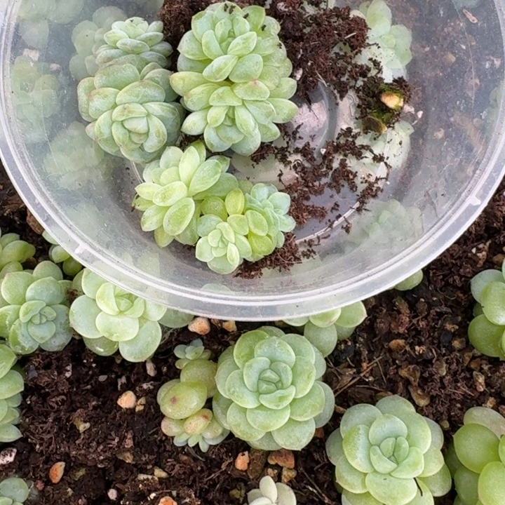 用***⋯014遥遥领先饭盒一组三颗