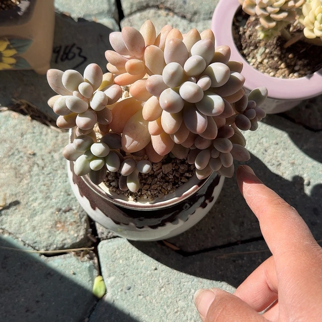 粉色恋人带盆多肉植物