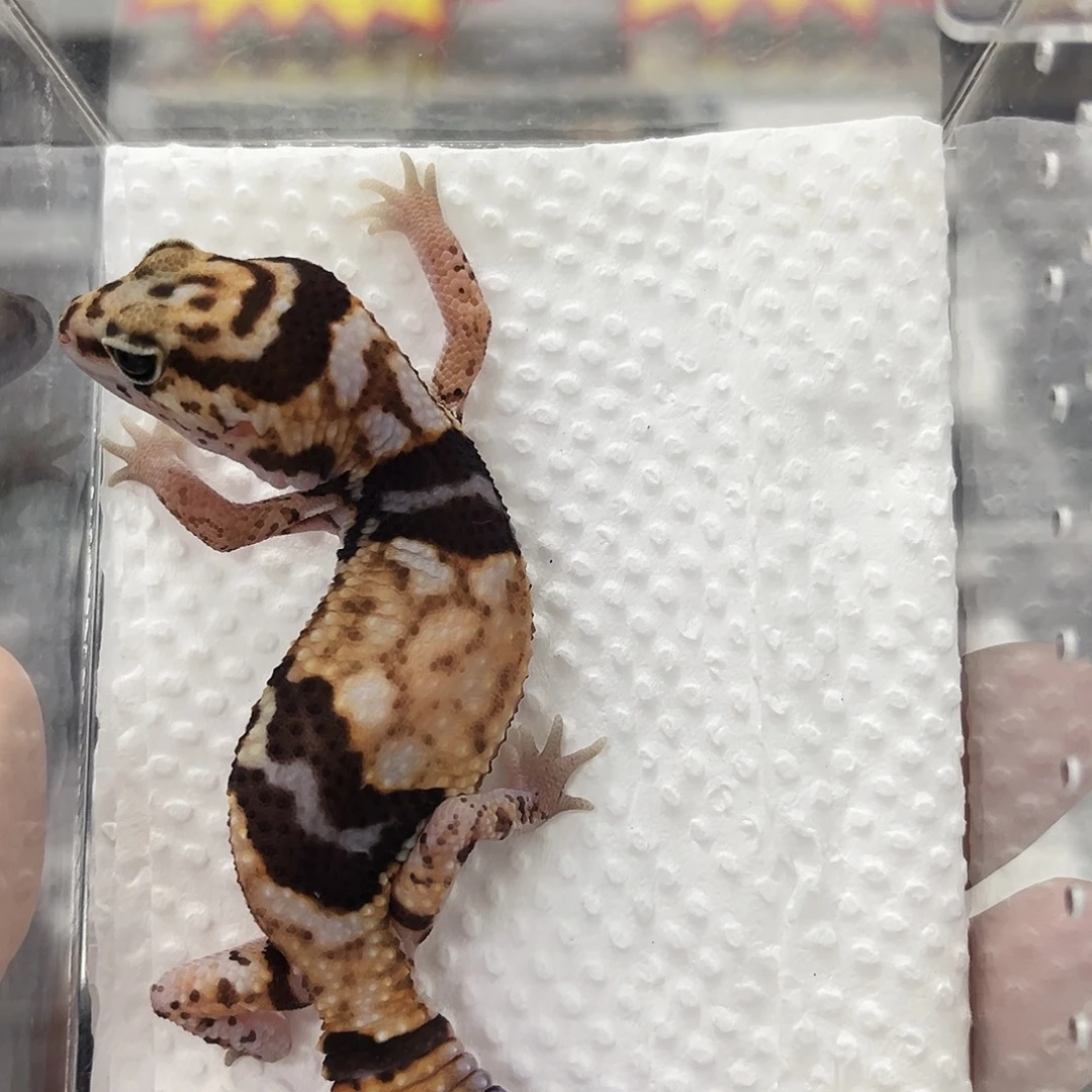 奶牛隐奥利奥无纹 妹妹