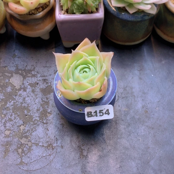 一物一拍含盆土满38包邮B154